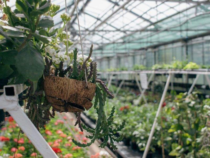 季節の花壇・植栽デザイン